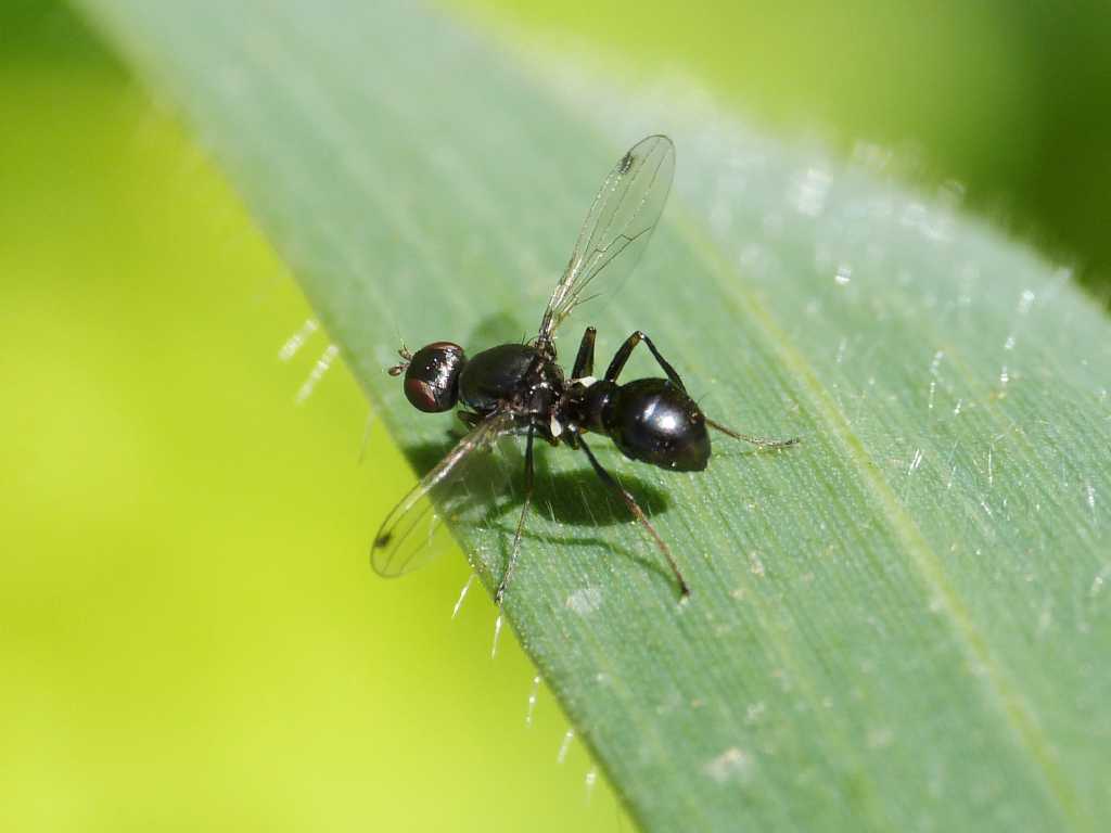 Sepsis sp.